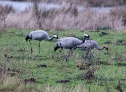 Crane Family