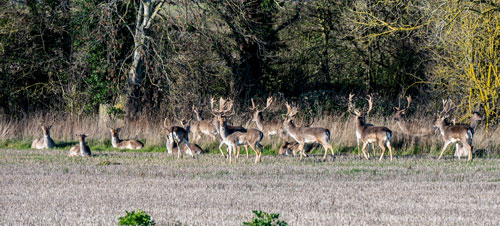 Stag Party