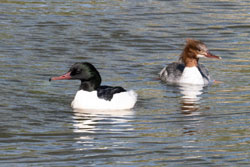 Goosander