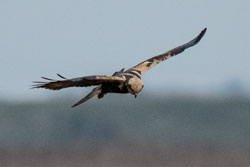 Marsh Harrier