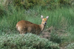 Chinese Water Deer