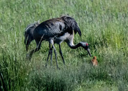 Crane feeding chicks