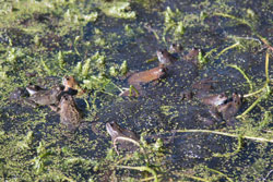 Frogs mating and spawning