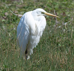 Great White Egret