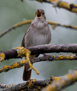 Nightingale