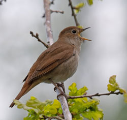 Nightingale